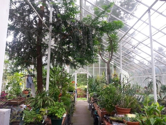 Edgerton Park greenhouse